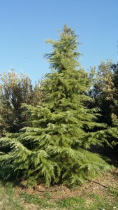 سدروس دیودورا