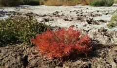 گیاه سالیکورنیا،salicornia europaea، بیابانهای ایرا