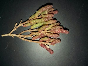 گیاه سالیکورنیا،salicornia europaea، بیابانهای ایران2