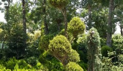 تولید گیاه فضای سبز