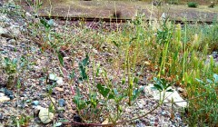 Erodium sp ,Iran, گیاه نوک لک لکی هرز