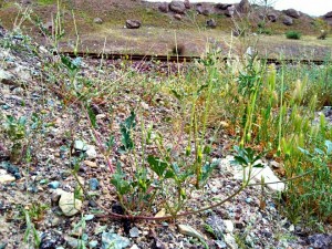 Erodium sp ,Iran, گیاه نوک لک لکی هرز