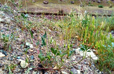 Erodium sp ,Iran, گیاه نوک لک لکی هرز