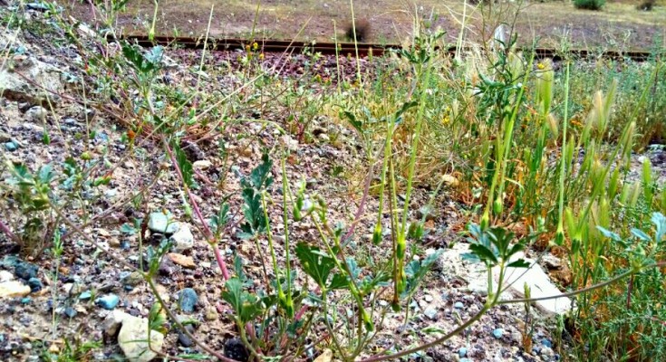 Erodium sp ,Iran, گیاه نوک لک لکی هرز